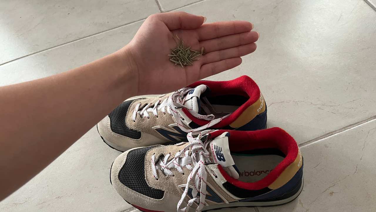 Mettez du romarin dans vos chaussures avant de vous coucher : pourquoi