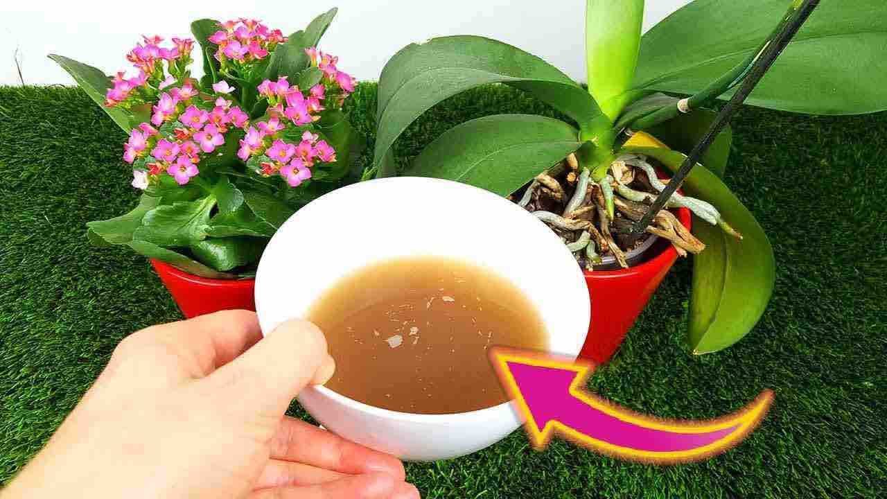 Floraison explosive et longue durée avec cet engrais naturel : du jamais vu comme ça