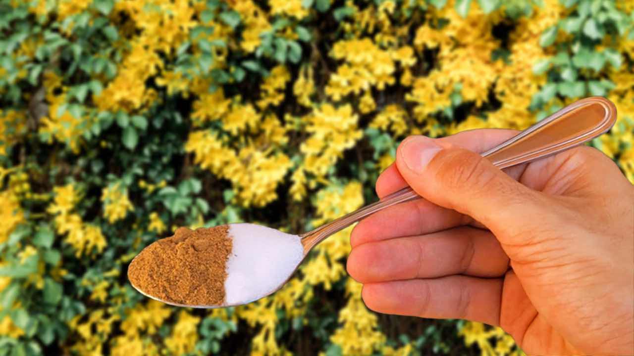 Cela ravivera toutes les plantes jaunies ou pourries en quelques heures seulement