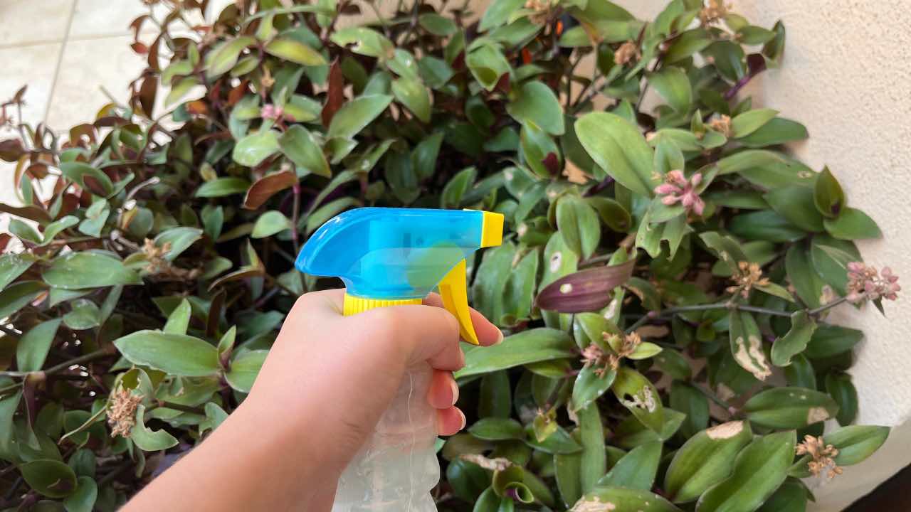 Le fongicide maison très puissant pour les plantes : ces 3 ingrédients suffiront