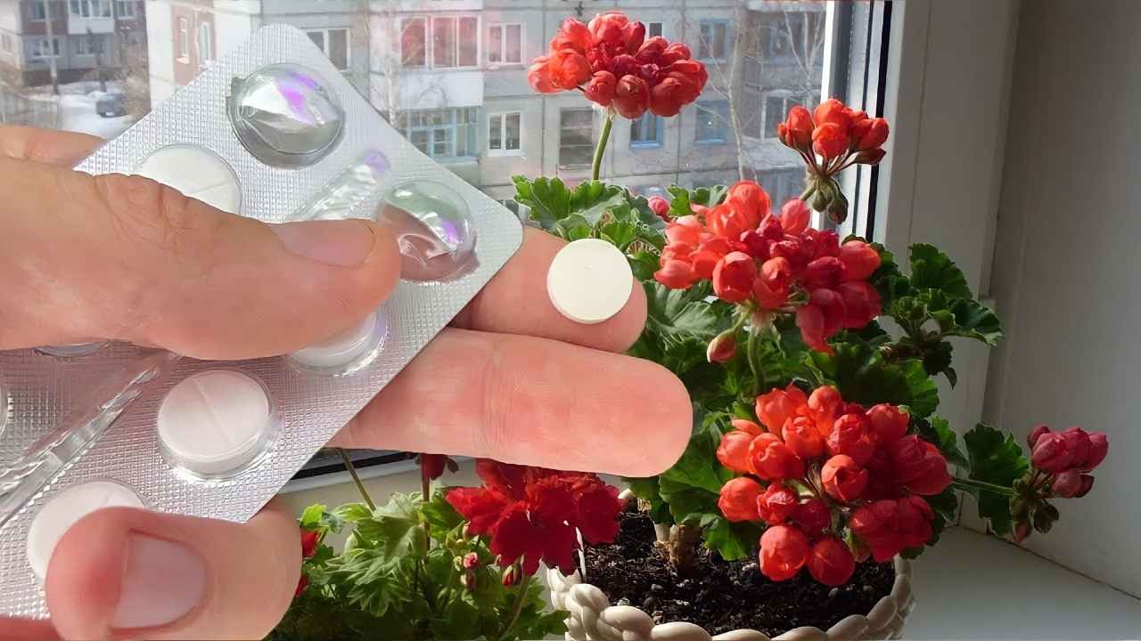 Réveillez n’importe quel type de fleur en plein hiver, elles seront toutes jalouses de votre jardin