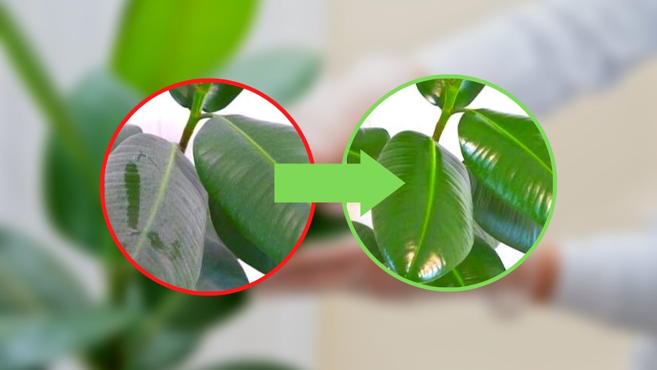 Comme nettoyer les plantes de la poussière, avec 1 goutte de cela, elles brillent à nouveau