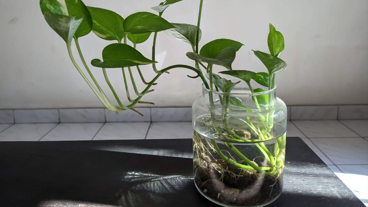 Pothos, comment le cultiver en pot : le pas à pas
