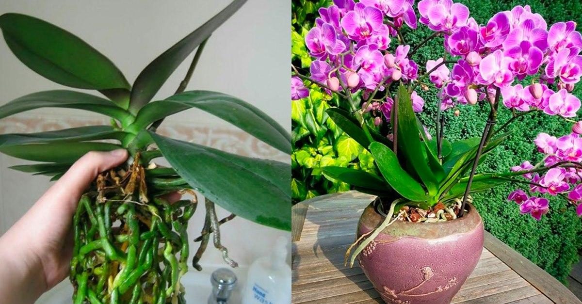 Le secret pour prendre soin de l’orchidée à la maison sans la laisser se faner