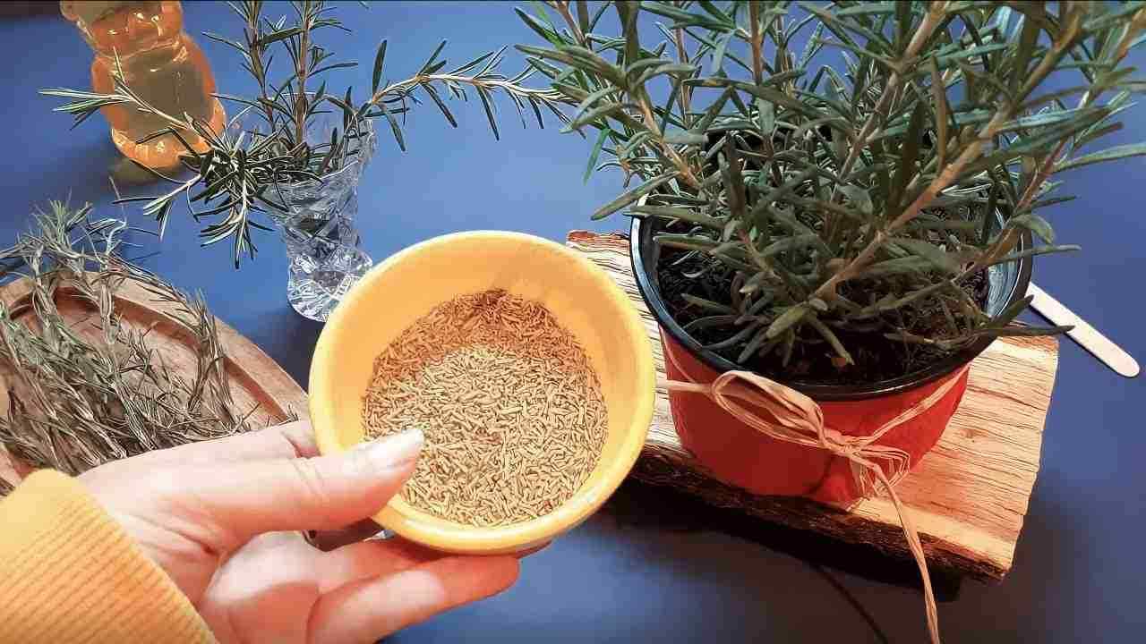 Cette belle plante guérit tout de la tête aux pieds – vous l’avez dans le jardin