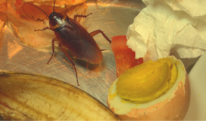 3 pièges faits maison pour tuer définitivement les cafards