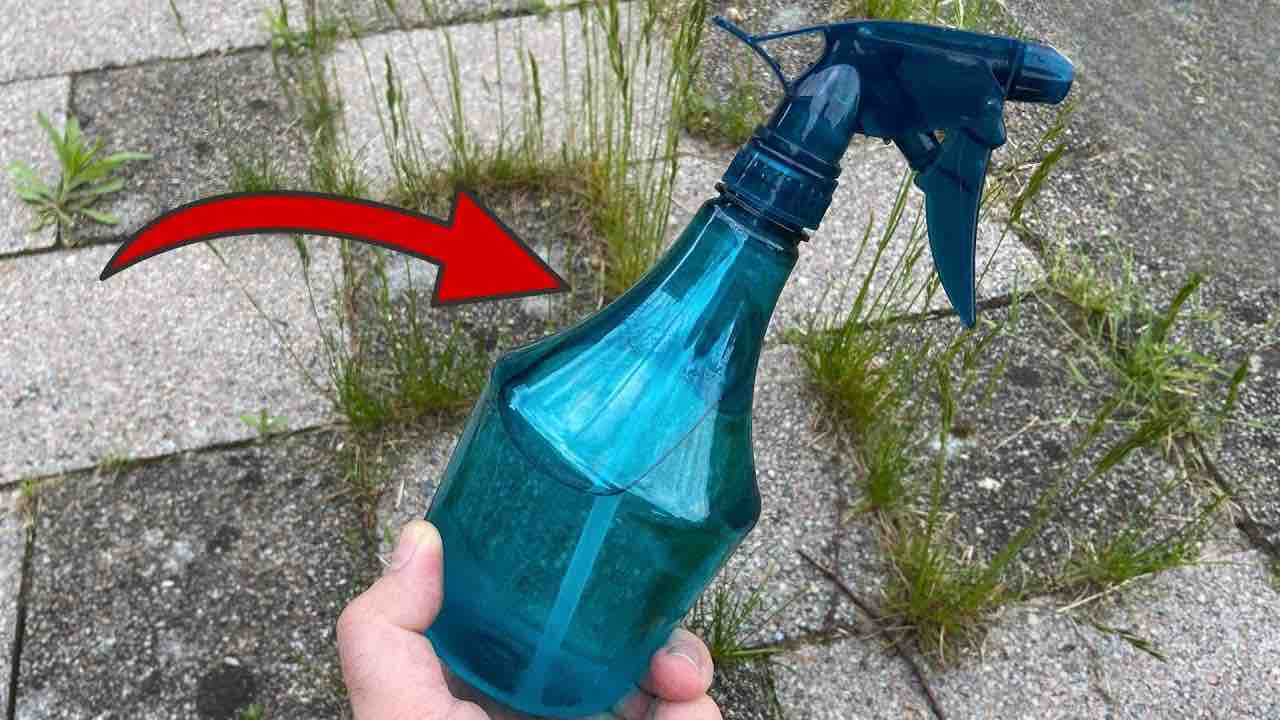 Mauvaises herbes et mousses dans le jardin, il suffit de le vaporiser pour les éliminer définitivement