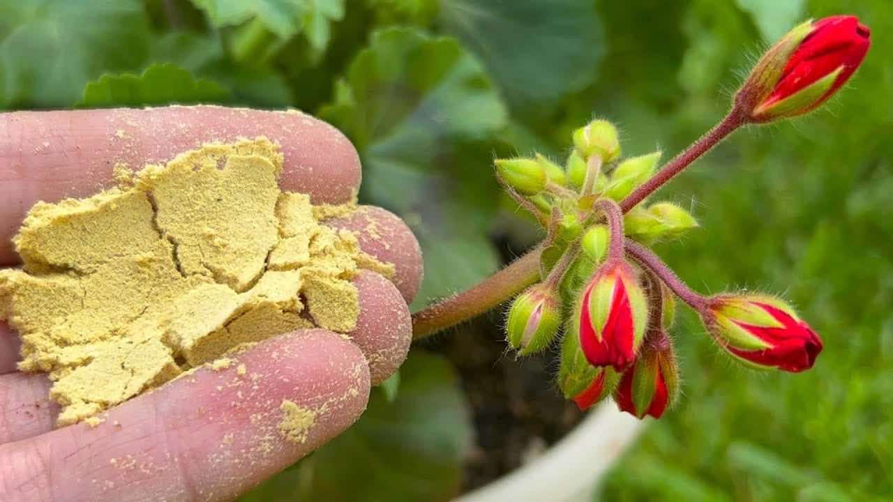 Saupoudrez-le dans chaque pot de fleurs que vous avez dans votre jardin et ils prendront instantanément vie