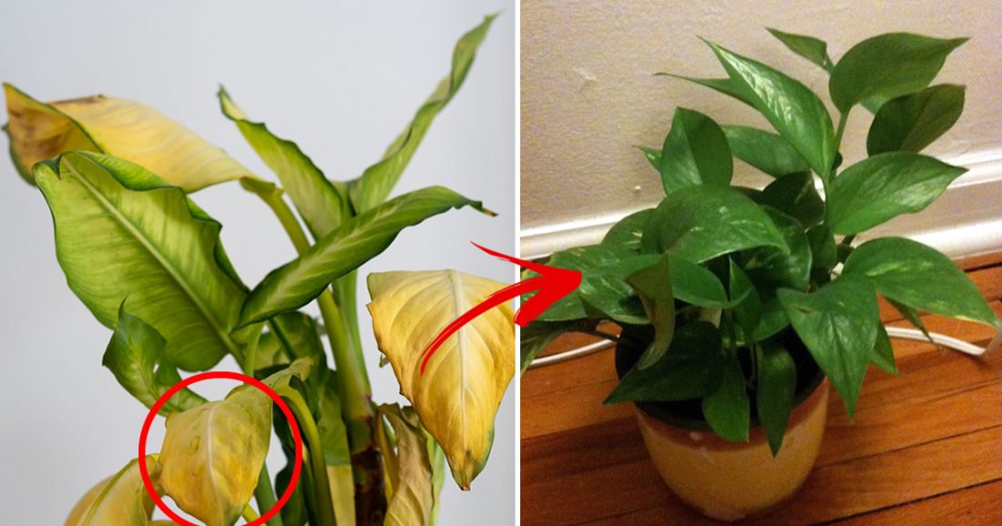 3 raisons pour lesquelles les feuilles de vos plantes jaunissent et comment y remédier