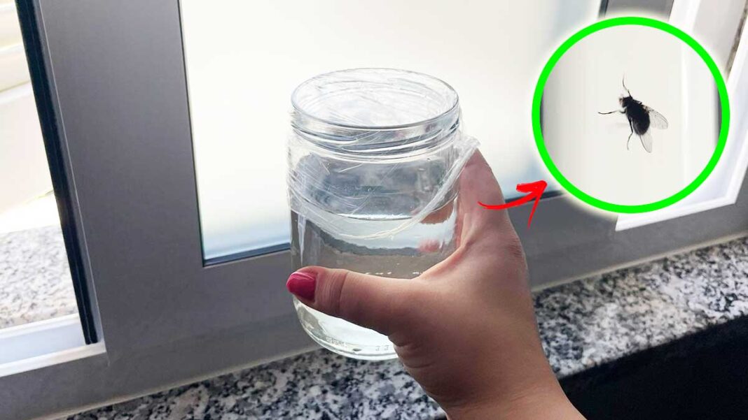 Wie man Fliegen ohne Insektizid nur mit einem Glas loswird